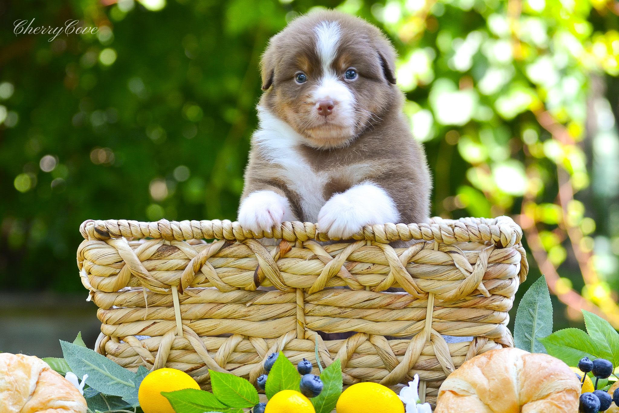 Boy — orange collar
